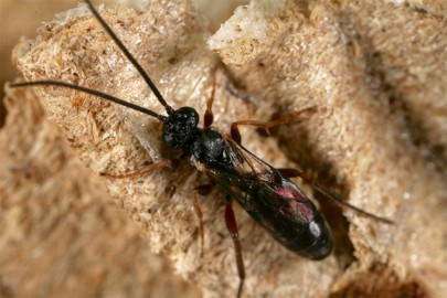 Adult [Sphecophaga]. Image: Bob Brown