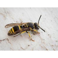 Solitary wasp