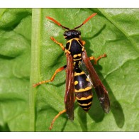 Asian paper wasp