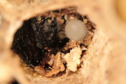 Immature mites in the nests alongside adult mites in cells containing wasp eggs or larvae. Image: Bob Brown 
