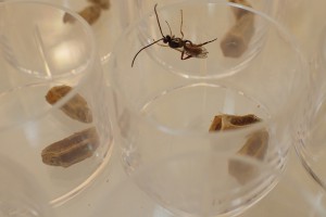 Newly emerged [Sphecophaga] male in quarantine at Lincoln