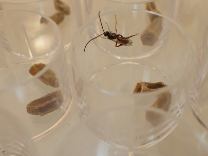 Newly emerged [Sphecophaga] male in quarantine at Lincoln