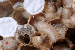 Two species of [Volucella] hoverfly larvae in a common wasp nest 