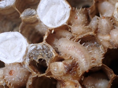 Two species of [Volucella] hoverfly larvae in a common wasp nest 