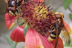 Figure 1. Male (L) and female (R) [Volucella zonaria] hoverflies feeding on a flower in Manaaki Whenua – Landcare Research’s containment facility in Lincoln.