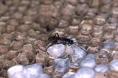 Wasp parasitoid searching wasp comb for place to lay eggs.