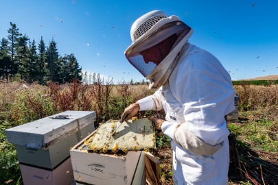 Checking out the health of a beehive. Image: Bradley White