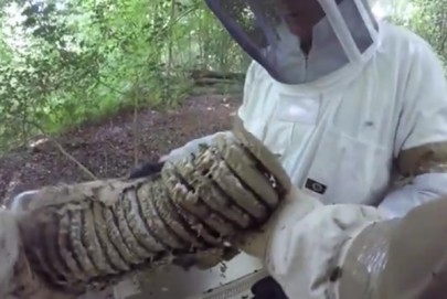 Common wasp nest being collected from a tree at Winkworth Arboretum, UK.