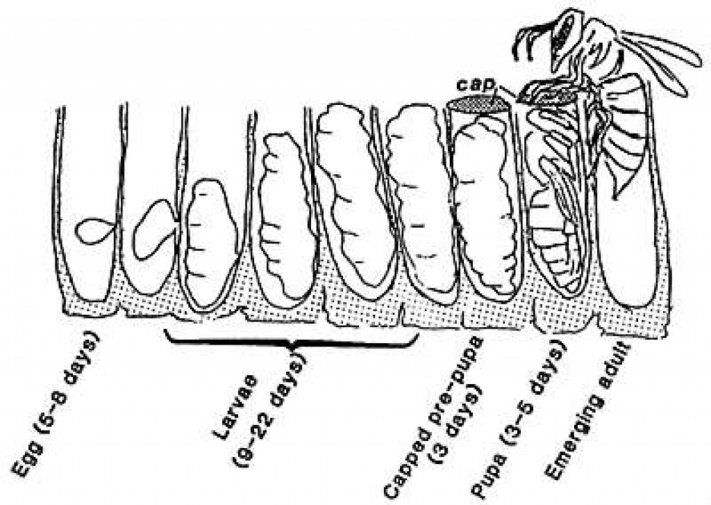 Yellow Jacket Wasp Life Cycle