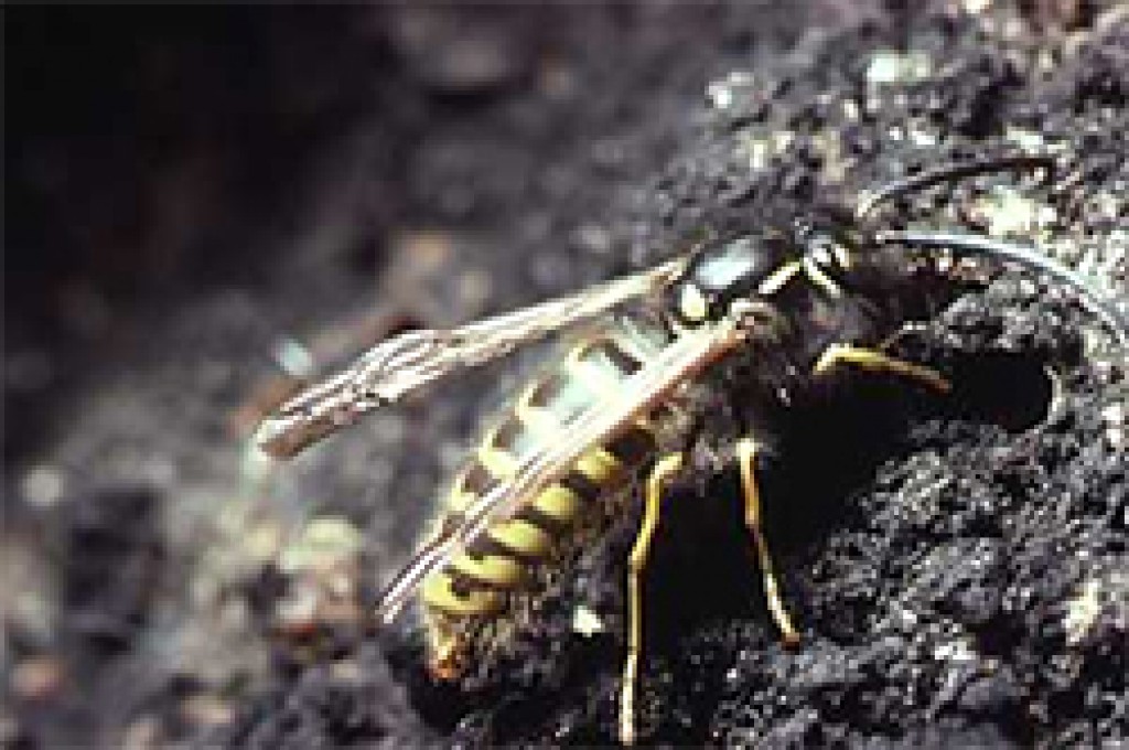 Honey Bee Vs Yellow Jacket - Beekeeping 101