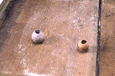 German wasp nest (L); Common wasp nest (R)