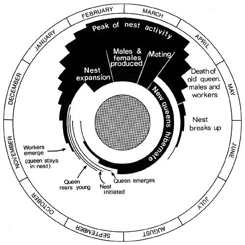 Life cycle of [Vespula] species.