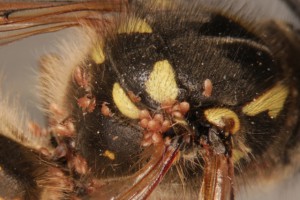 Several of the newly-named mite, [Pneumolaelaps niutirani], on a wasp. 