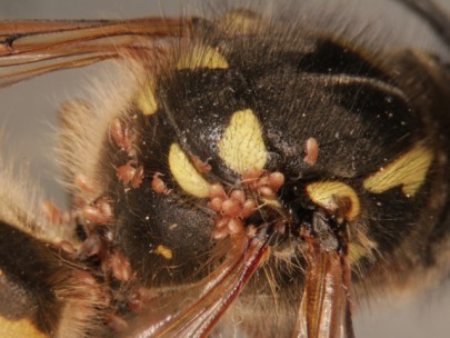 Several of the newly-named mite, [Pneumolaelaps niutirani], on a wasp 