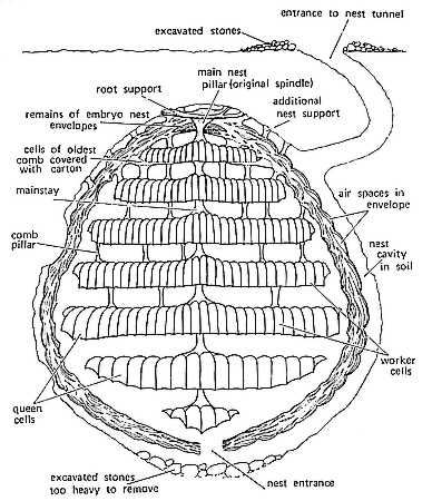 Stylised cross section of a social wasp nest.