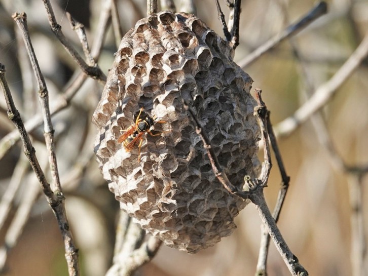 Paper wasp nest. Image: jacqui nz (CC BY-NC)