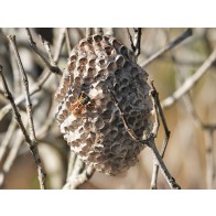 Asian paper wasp nest