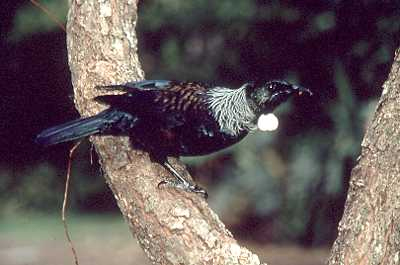 Tui