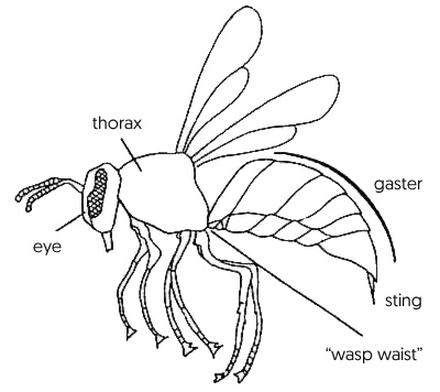 Diagram showing wasp body parts.