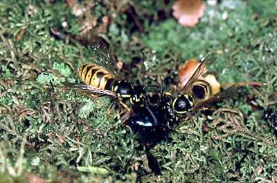 Wasps attacking a beetle.