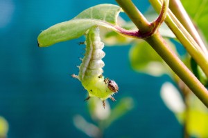 Japanese honesuckle control Limenitis glorifica 2