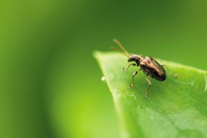 Tradescantia beetle