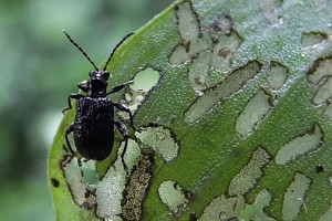 Biological Control of Weeds Book th