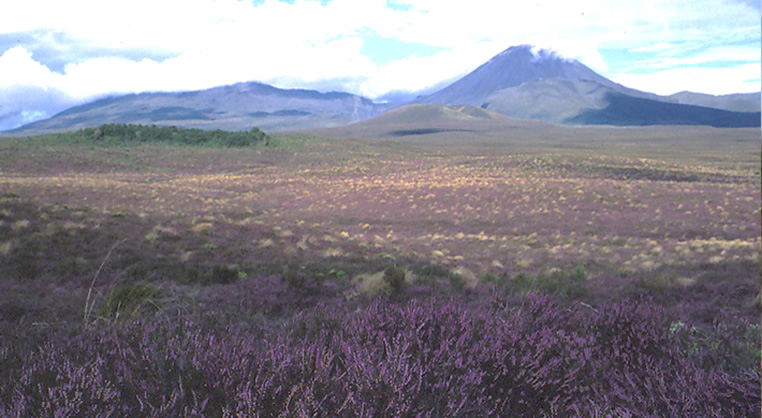 Heather in Tongariro National Park in 2000