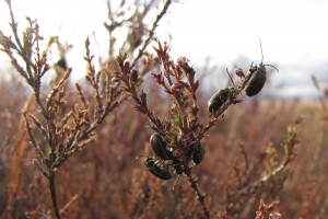 The heather beetle [Lochmaea suturalis], on heather [Cullana vulgaris]