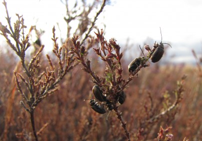 Heather beetles in Tongariro National Park