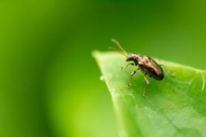 managing invasives
