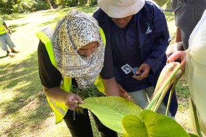 Weed biocontrol in the Pacific