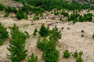 Wilding pines. Image; Bradley White