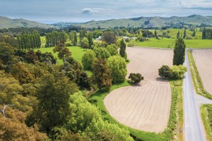 Native bush at Elsthorpe Bush in Hawkes Bay. 