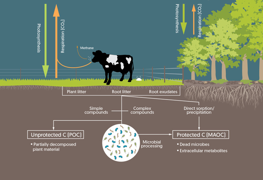 Figure 1. Conceptual diagram of the carbon cycle in a farm ecosystem