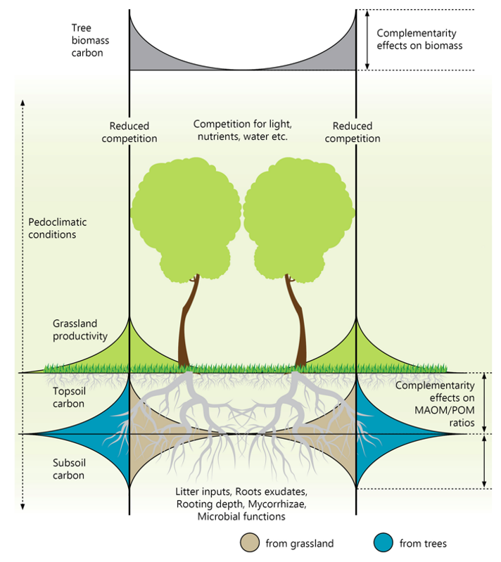 Fig. Conceptual representation of potential sources of complementarity for an equivalent area basis on biomass and soil carbon stocks associated with tree clusters.