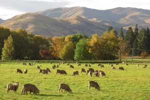 Livestock amongst trees