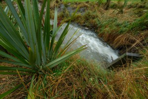 Native riparian planting along bank. Image: Bradley White 