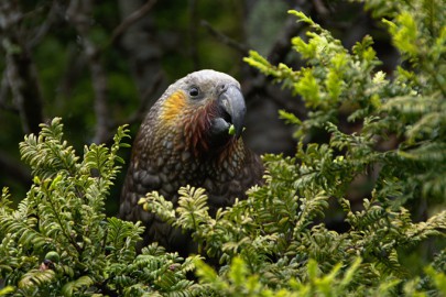 Kākā Kākā