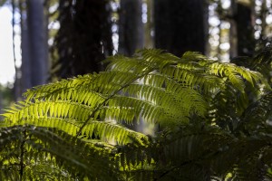 fern frond