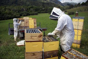 Beekeepers collecting their honey harvest