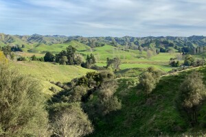 Trees and gullies