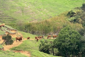 Native bush in steep gullies