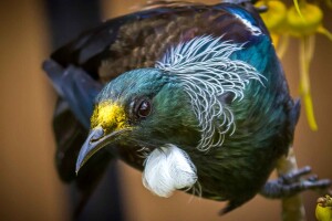 Tūī. Image:  Colin Keast