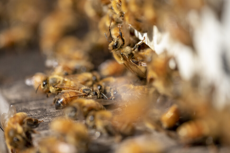 Bees entering a hive
