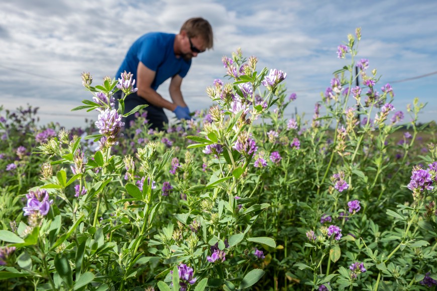 Collecting samples of lucerne foliage to measure biomass and for chemical analysis (Bradley White)