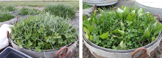 Lysimeter array for replicate measurements of leaching losses for different sward mixes treated with cattle urine. The lysimeters are 0.5 m in diameter and 0.7 m deep (David Whitehead upper). Swards of ryegrass/clover (left) and ryegrass/clover with plantain to determine the effects of sward composition on nitrogen leaching (William Talbot lower)