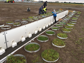 Lysimeter array for replicate measurements of leaching losses for different sward mixes treated with cattle urine. The lysimeters are 0.5 m in diameter and 0.7 m deep (David Whitehead upper). Swards of ryegrass/clover (left) and ryegrass/clover with plantain to determine the effects of sward composition on nitrogen leaching (William Talbot lower)