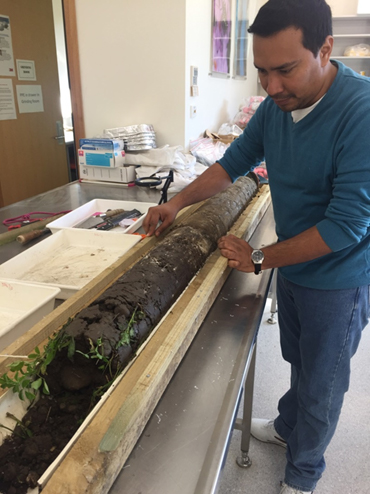 Soil core extracted to a depth of 1.5 m from lucerne to collect samples for analysis of the microbial processes regulating carbon and nitrogen cycling 