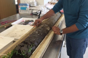 Soil core extracted to a depth of 1.5 m from lucerne to collect samples for analysis of the microbial processes regulating carbon and nitrogen cycling 